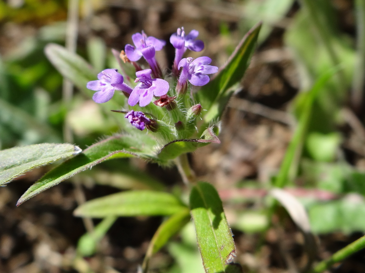 Image of Ziziphora capitata specimen.