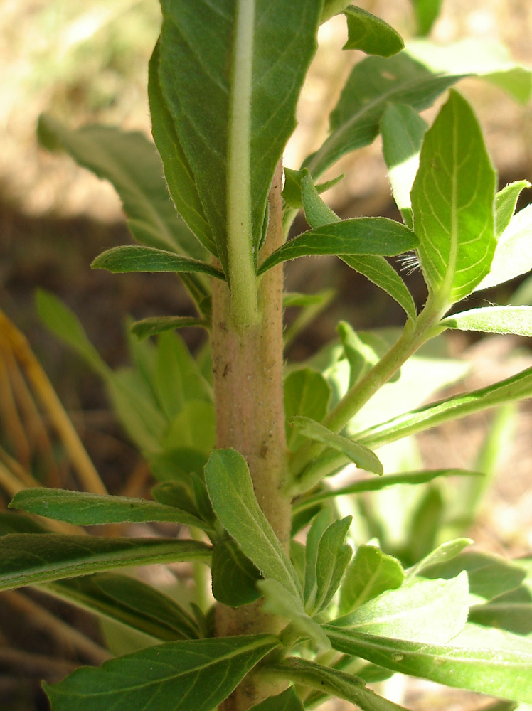 Image of Oenothera depressa specimen.