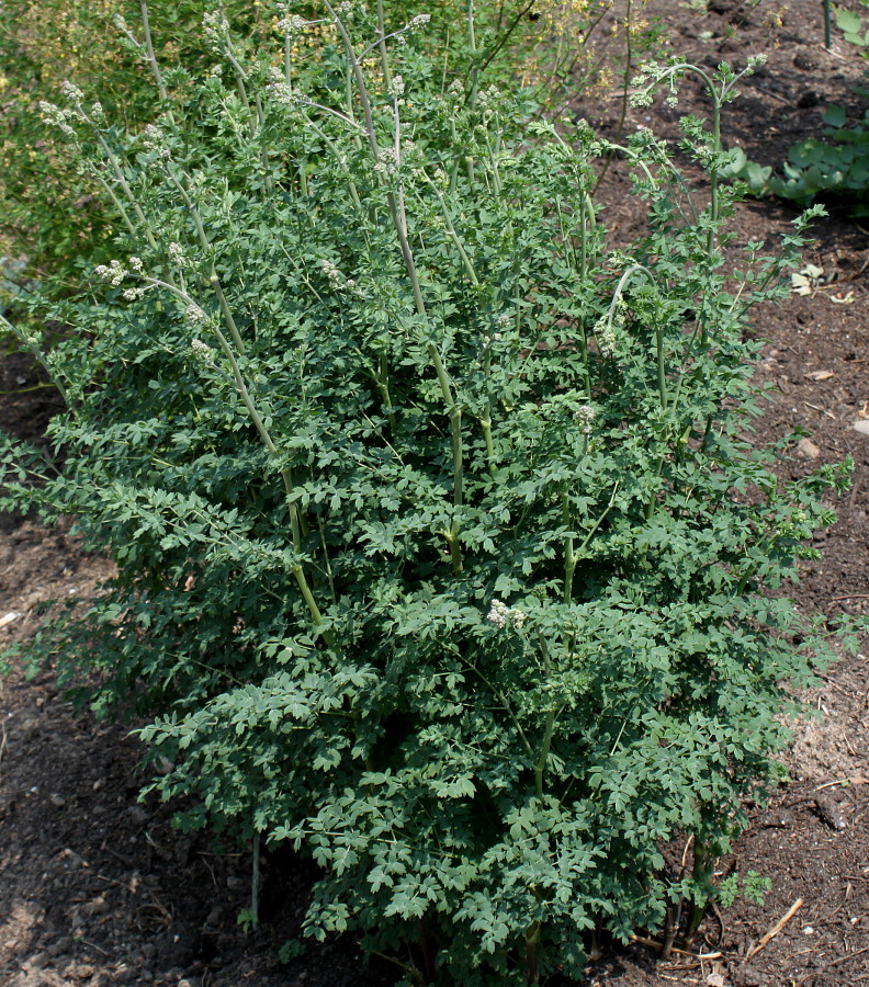 Image of genus Thalictrum specimen.