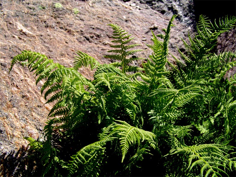 Image of Dryopteris oreades specimen.