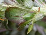 Acanthus mollis. Плод. Германия, г. Krefeld, Ботанический сад. 06.08.2013.