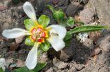 Nasa triphylla. Цветок (Loasa vulcanica André). Германия, г. Krefeld, Ботанический сад. 11.08.2013.