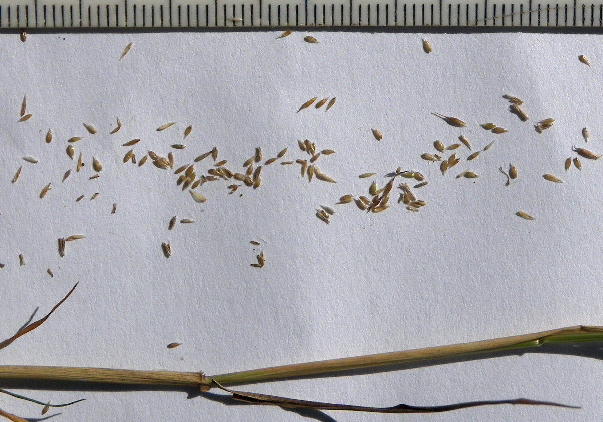 Image of Agrostis tenuis specimen.