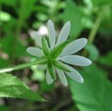 род Stellaria. Цветок (вид со стороны чашечки). Окр. Архангельска, небольшой ивовый лес. 05.06.2013.