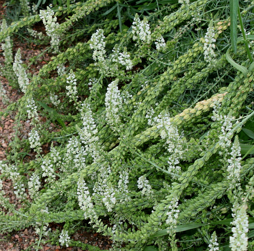 Image of Reseda alba specimen.