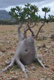 Adenium obesum subspecies socotranum