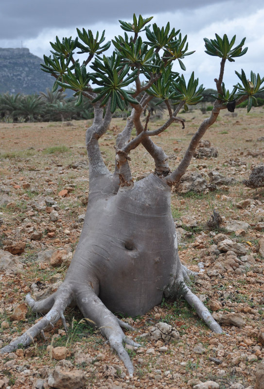 Изображение особи Adenium obesum ssp. socotranum.