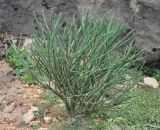 Euphorbia schimperi. Вегетирующее растение. Сокотра, плато Хомхи. 29.12.2013.