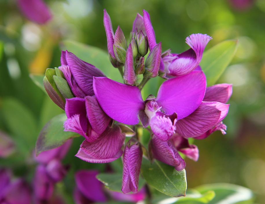 Image of Polygala myrtifolia specimen.