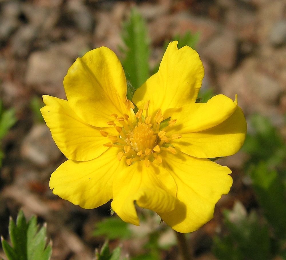 Image of Potentilla pacifica specimen.