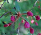 Malus &times; purpurea