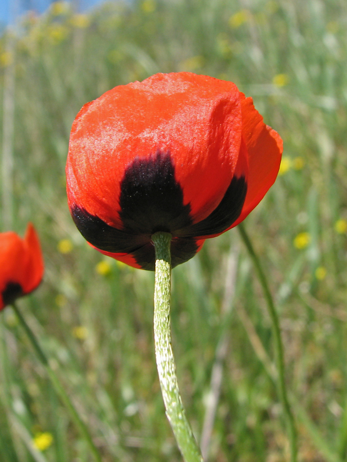 Изображение особи Papaver stevenianum.