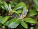 Rhododendron yakushimanum. Верхняя часть ветки с развивающимися побегами ('Koichiro Wada'). Германия, г. Дюссельдорф, Ботанический сад университета. 04.05.2014.