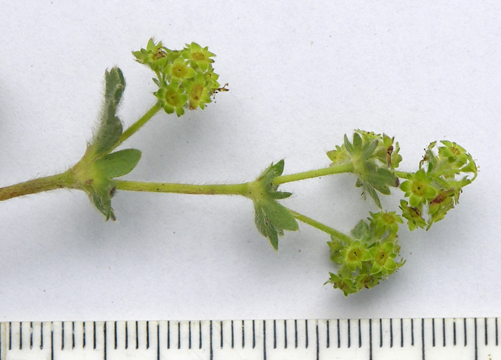 Image of Alchemilla caucasica specimen.