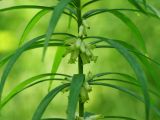 Polygonatum stenophyllum