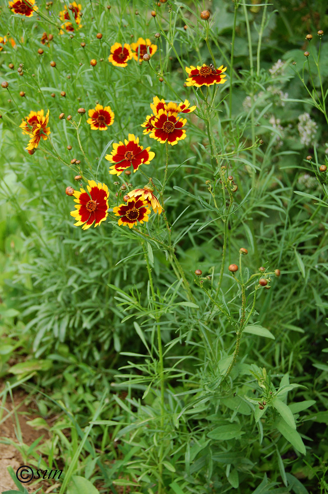 Image of Coreopsis tinctoria specimen.