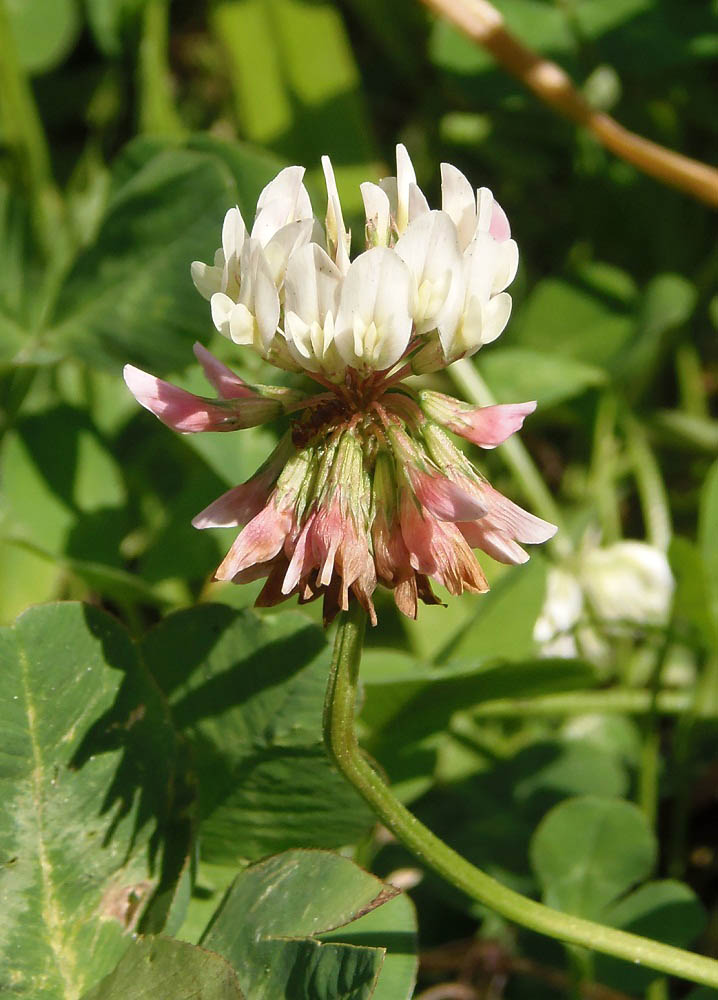 Изображение особи Trifolium repens.