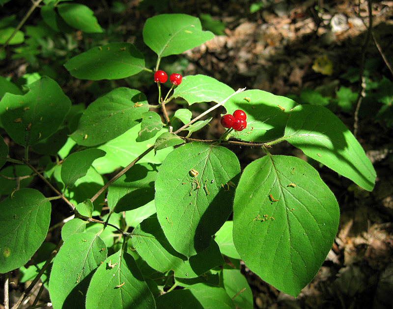 Изображение особи Lonicera xylosteum.