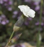 Dianthus minutiflorus