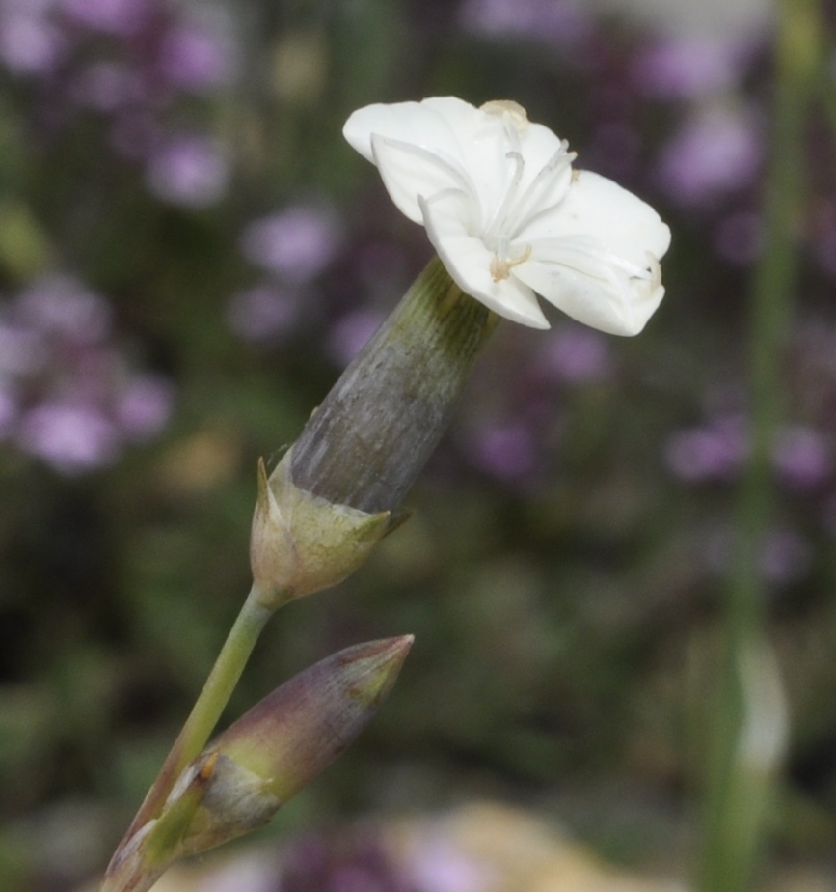 Image of Dianthus minutiflorus specimen.