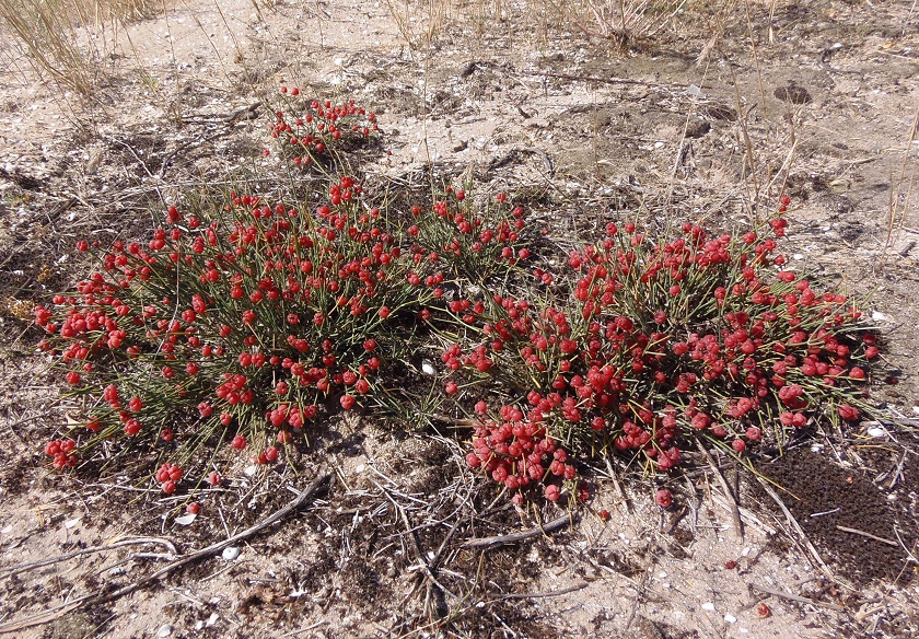 Image of Ephedra distachya specimen.