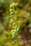 Epipactis helleborine