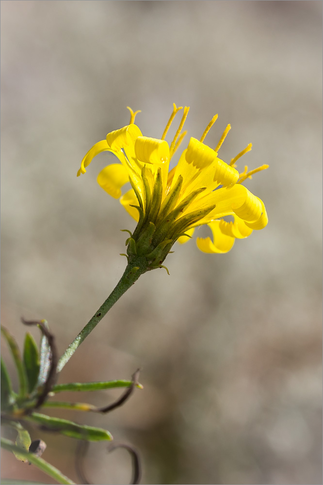 Image of Hieracium filifolium specimen.