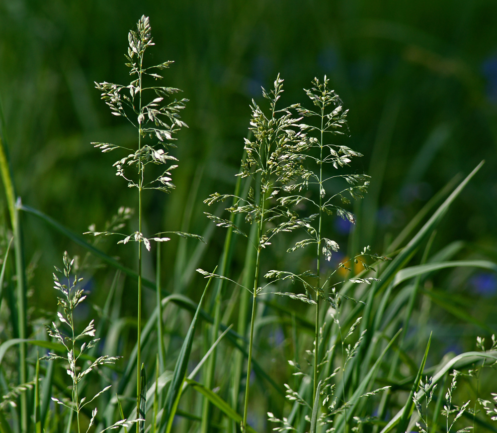 Image of genus Poa specimen.