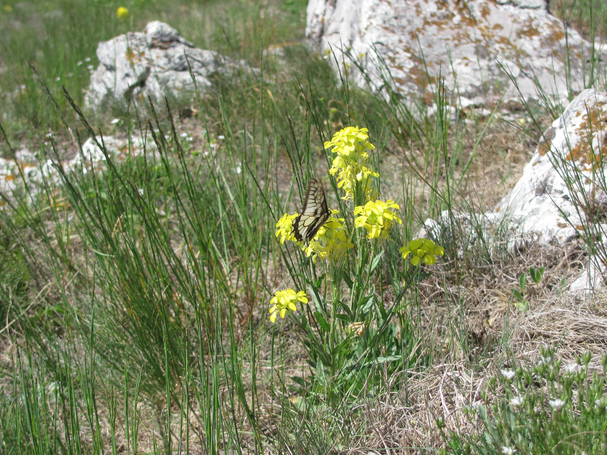 Image of Erysimum cuspidatum specimen.