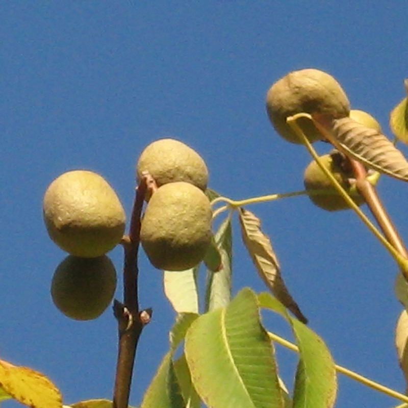 Image of Aesculus pavia specimen.