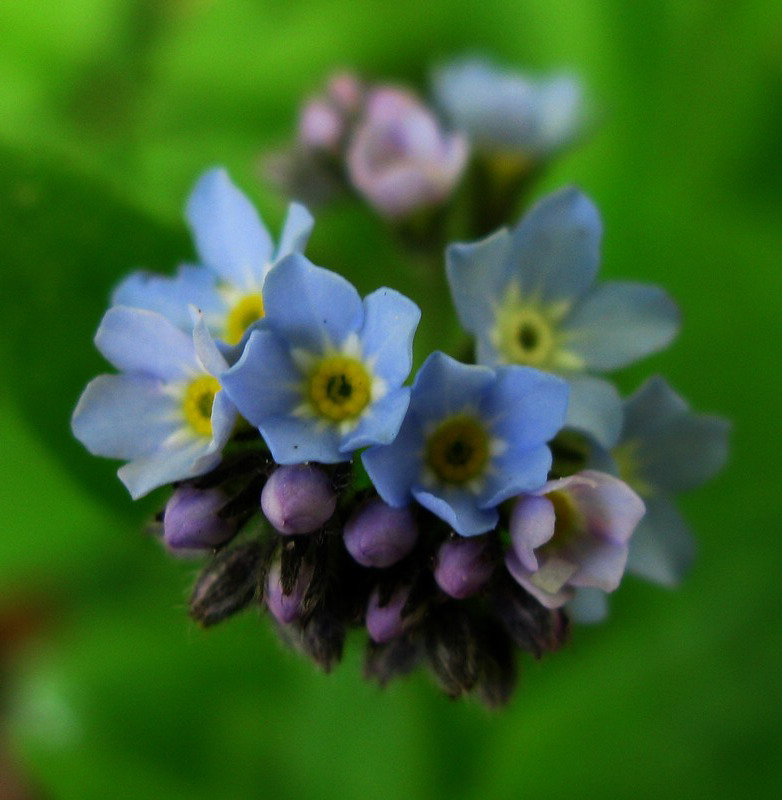 Изображение особи Myosotis butorinae.