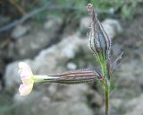 Silene noctiflora. Соцветие. Томская обл., окр. г. Томск, пустырь. 20.09.2009.