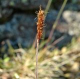 Trisetum spicatum