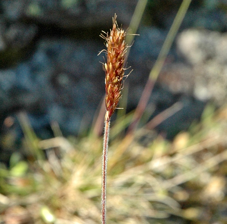 Image of Trisetum spicatum specimen.