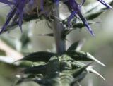 Echinops ruthenicus. Стебель с листьями под соцветием. Алтай, щебнистая степь в долине р. Катунь. 25.08.2009.