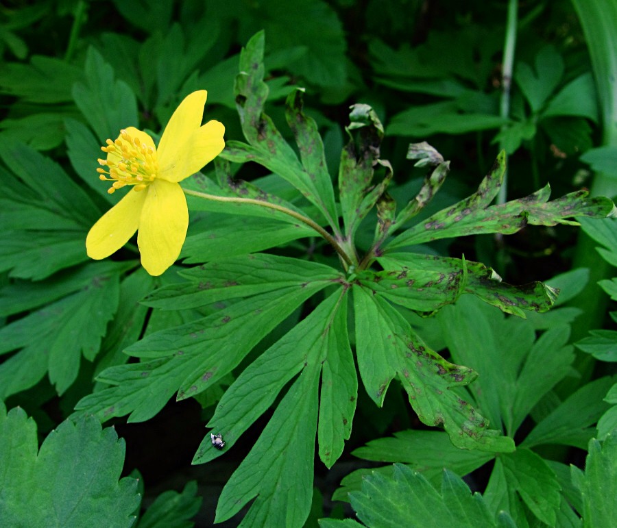 Image of Anemone ranunculoides specimen.