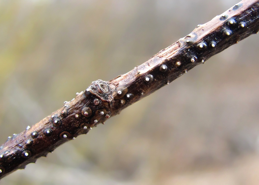 Image of Salix myrsinifolia specimen.