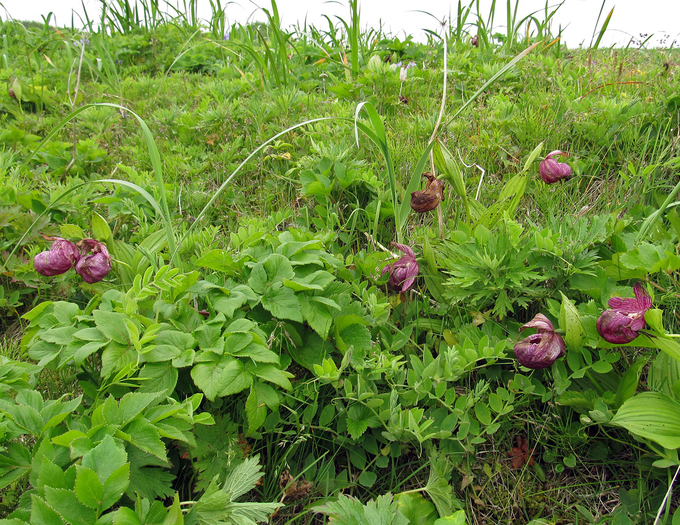 Image of Cypripedium macranthos specimen.