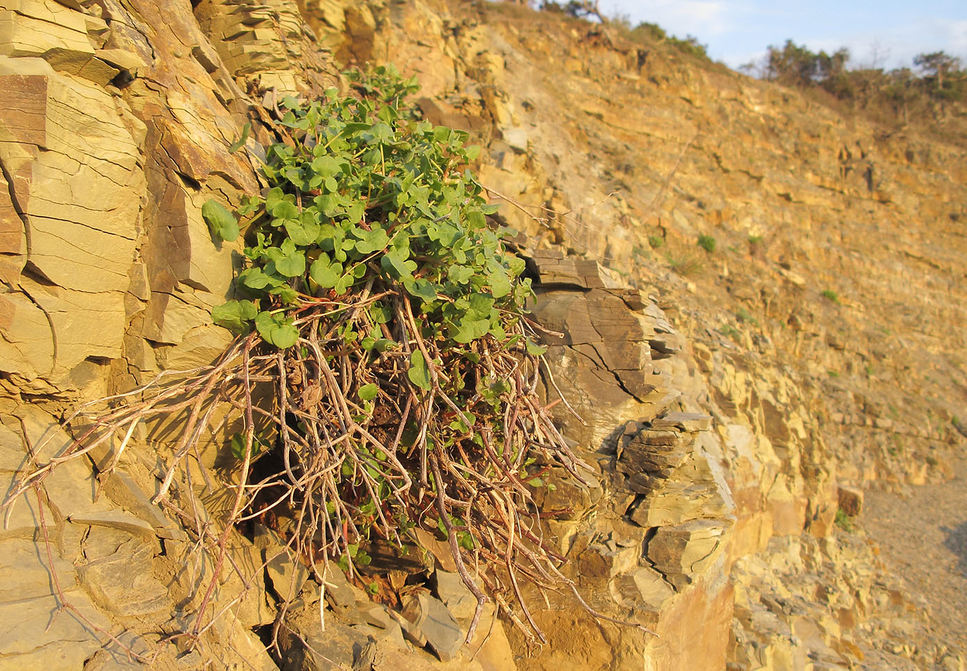 Image of Rumex hastifolius specimen.