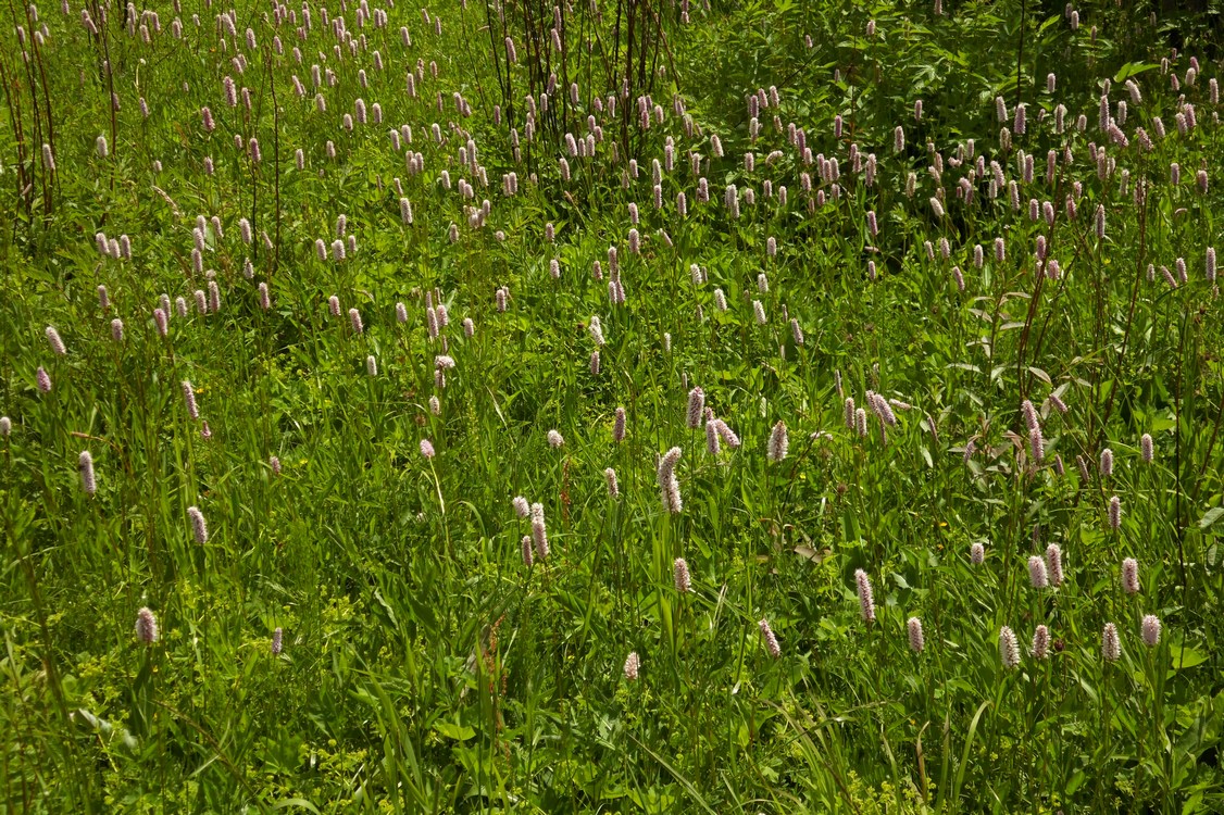 Image of Bistorta officinalis specimen.