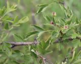 Crataegus ambigua. Ветвь с завязями плодов. Белгородская обл., окр. пос. Борисовка, Острасьев яр, опушка байрачного леса. 30.06.2009.