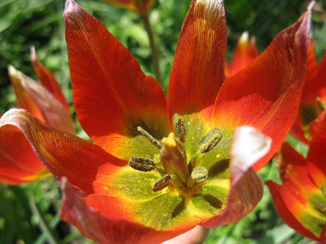 Image of Tulipa hageri specimen.