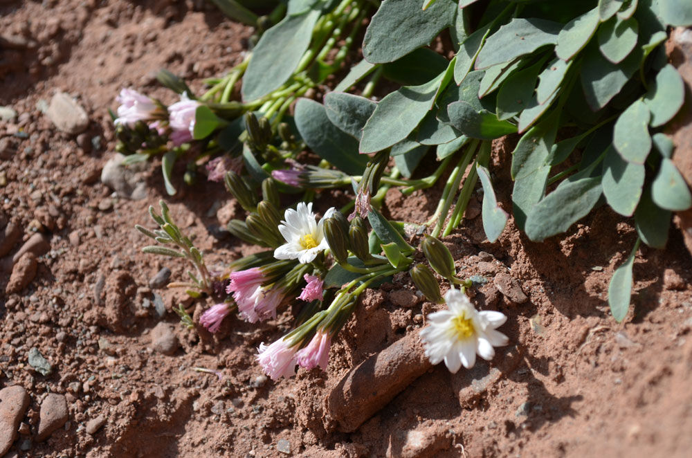 Image of Crepis lactea specimen.