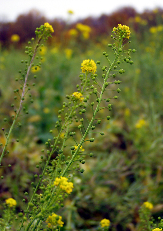 Изображение особи Neslia paniculata.