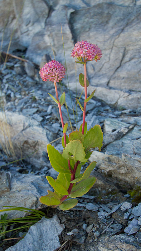 Image of Hylotelephium triphyllum specimen.