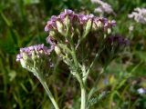 Achillea millefolium. Верхушка цветущего растения. Свердловская обл., окр. г. Североуральск, опушка сосново-елового леса. 24.06.2014.