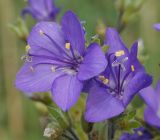 Polemonium caeruleum