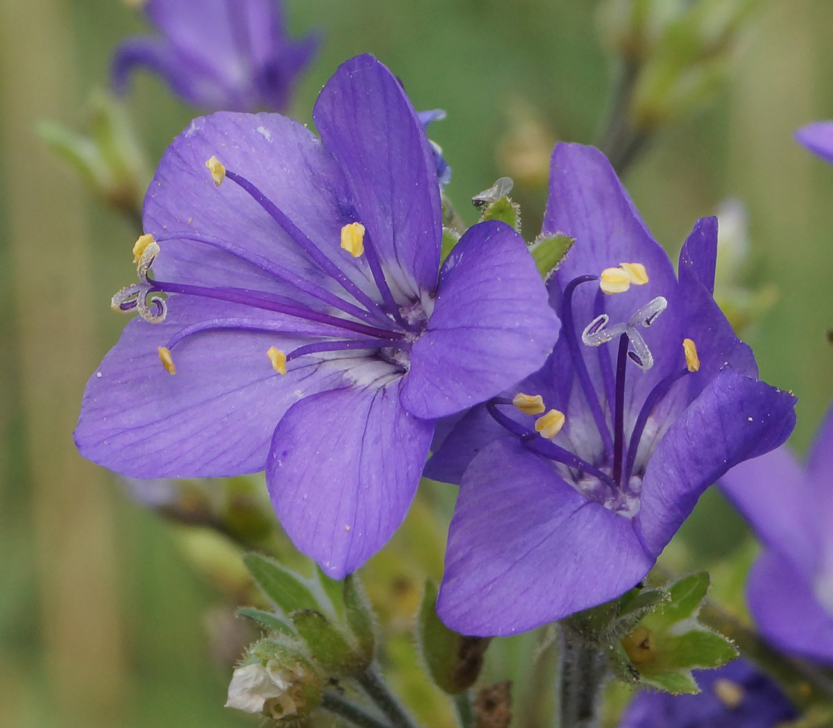 Image of Polemonium caeruleum specimen.