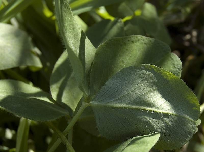 Image of Trifolium pratense specimen.