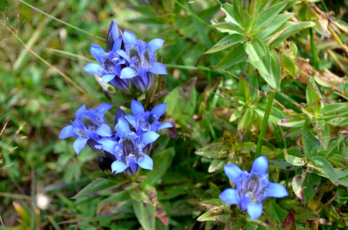 Image of Gentiana septemfida specimen.